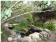 Singleton NSW 2330