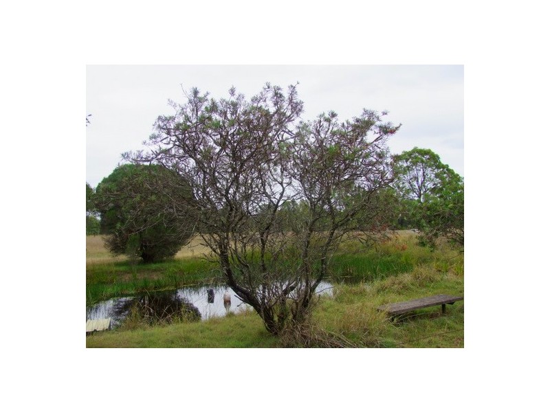 Singleton NSW 2330