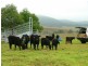 Singleton NSW 2330