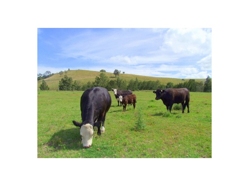 Singleton NSW 2330