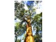 5677 Putty Road, Howes Valley NSW 2330
