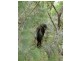 5677 Putty Road, Howes Valley NSW 2330