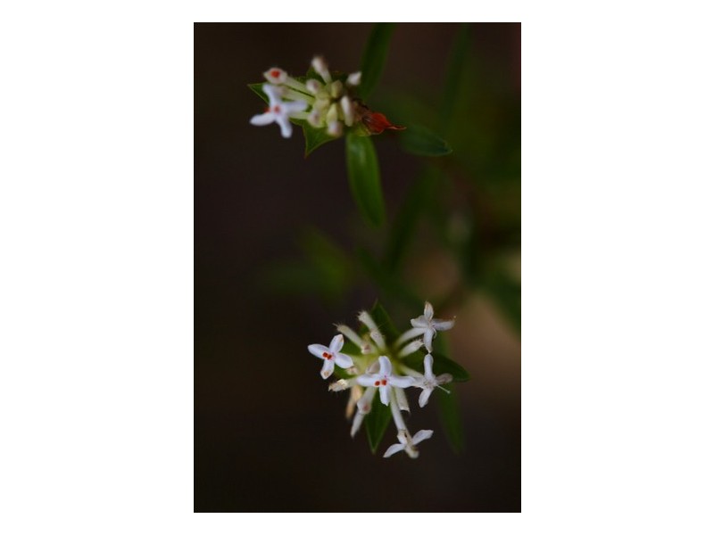 5677 Putty Road, Howes Valley NSW 2330