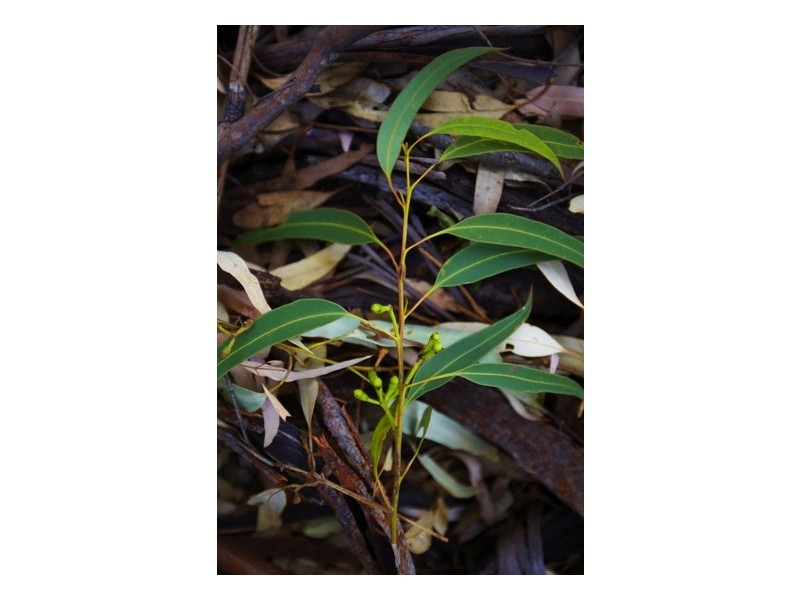 5677 Putty Road, Howes Valley NSW 2330