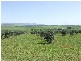 Singleton NSW 2330