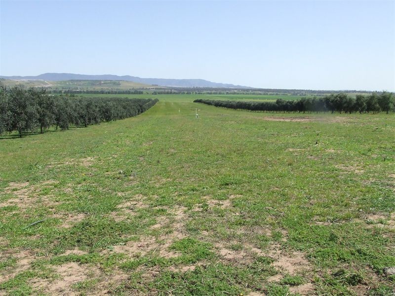 Singleton NSW 2330