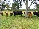 Singleton NSW 2330