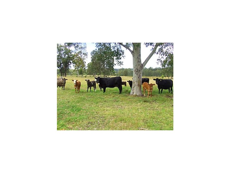 Singleton NSW 2330