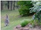 Singleton NSW 2330