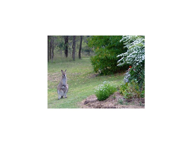 Singleton NSW 2330