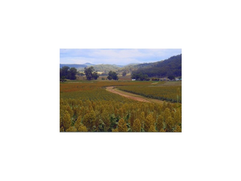 Denman NSW 2328