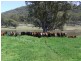 Denman NSW 2328