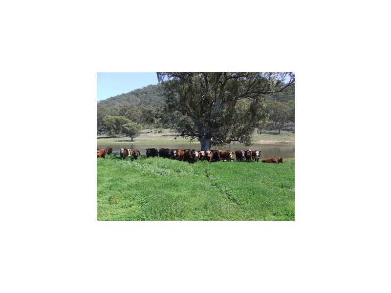 Denman NSW 2328