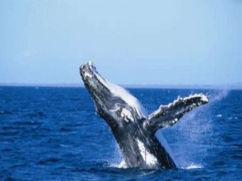 0 The Promontory, Point Vernon QLD 4655