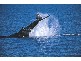 Hervey Bay QLD 4655