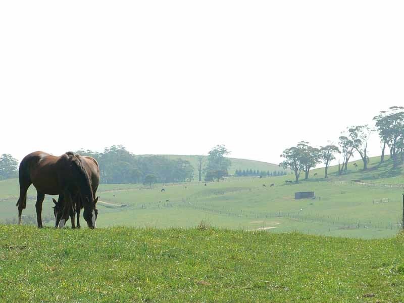 268 Yarrawa Road, Moss Vale NSW 2577