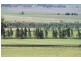 Willow Tree NSW 2339