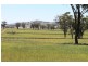 Willow Tree NSW 2339
