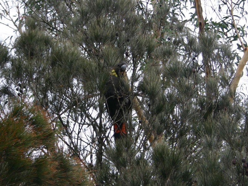 Goldfields Estate Cockatoo Close, Tallong NSW 2579