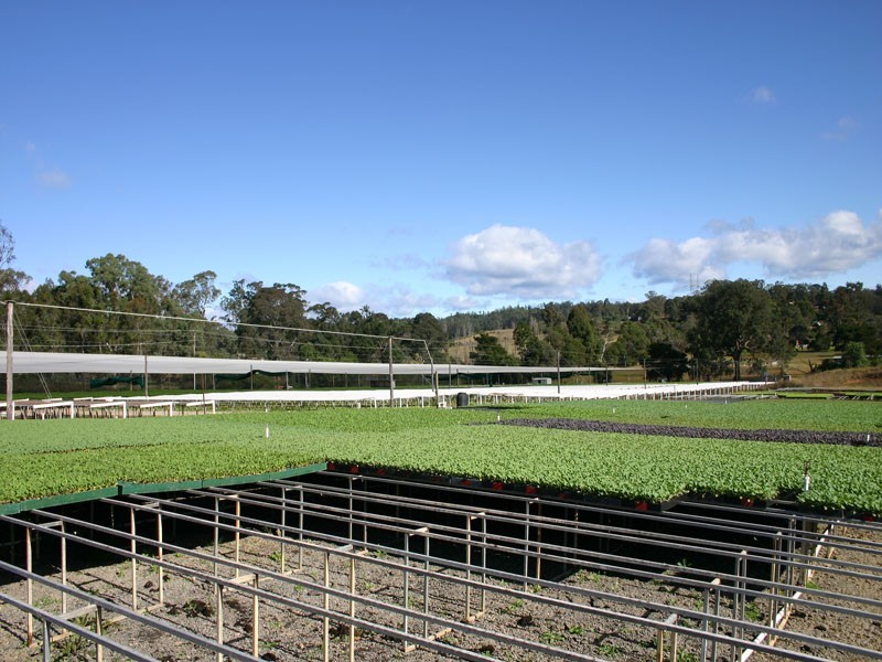 5 Terry Road, Theresa Park NSW 2570