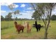 66 Cut Hill Road, Cobbitty NSW 2570