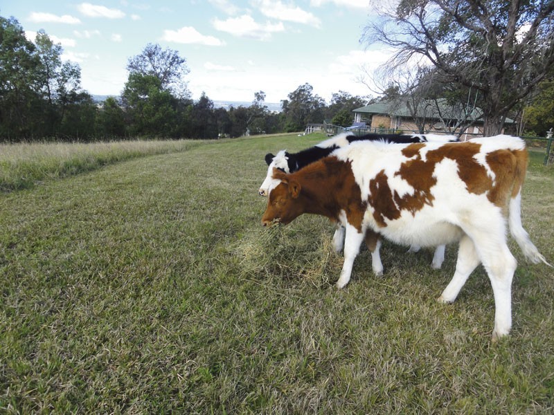 1350 Werombi Road, Werombi NSW 2570