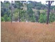 225 Bobs Range Road, Orangeville NSW 2570