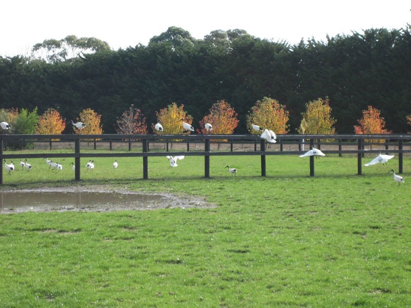 355 Balnarring Road, Tuerong VIC 3915