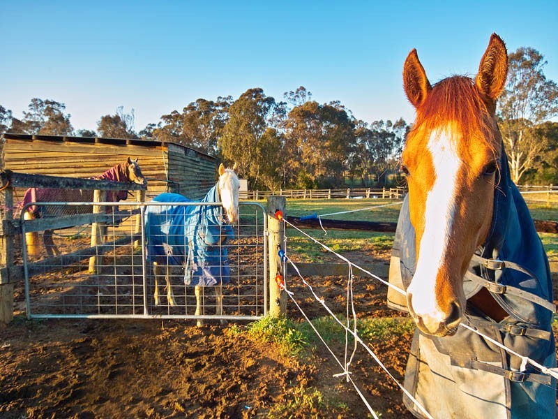 95  Colonel Pye Drive, Cobbitty NSW 2570