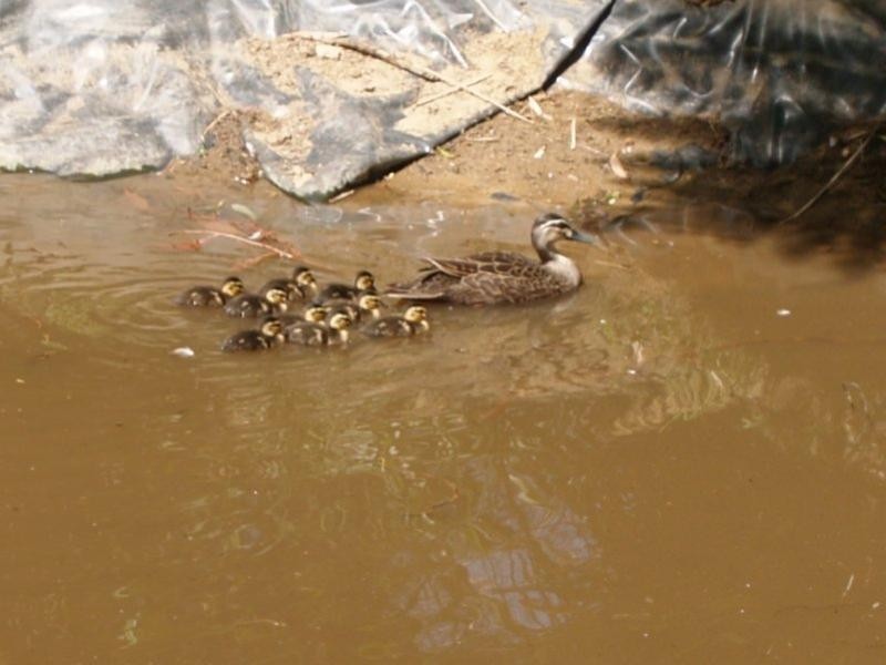 Lot 2  Hilversum Crescent, Belrose NSW 2085