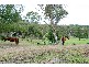 4 McCowan Road, Ingleside NSW 2101