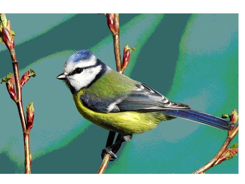 1,2,3,4,5,6,7,8,9,10 Ashfield Street, North Ipswich QLD 4305