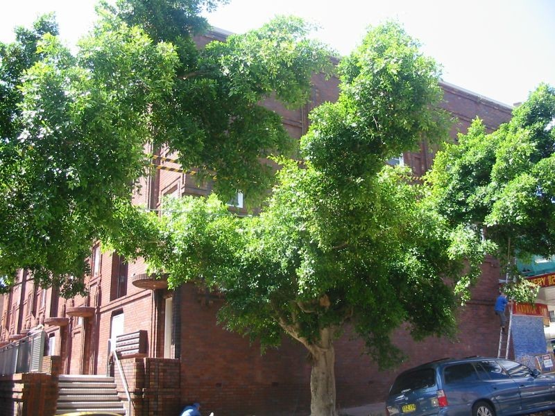 60 Belmore Road, Randwick NSW 2031