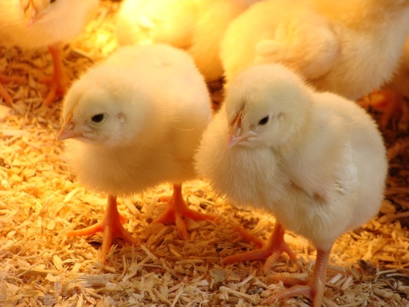 5/109 Clovelly Road, Randwick NSW 2031