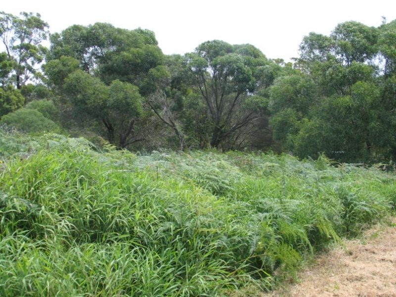 11 Camellia Street, Russell Island QLD 4184