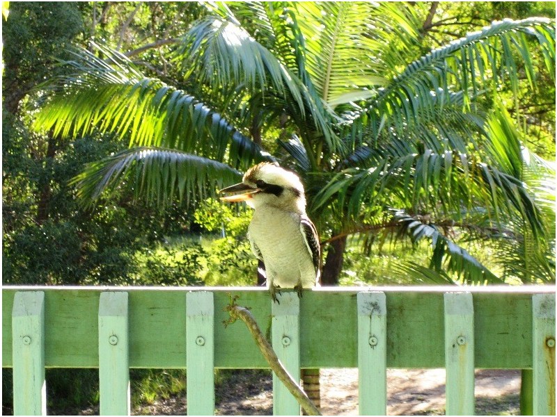 24 Forest Hill Road, Russell Island QLD 4184