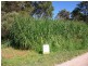8 Bamboo Road, Russell Island QLD 4184