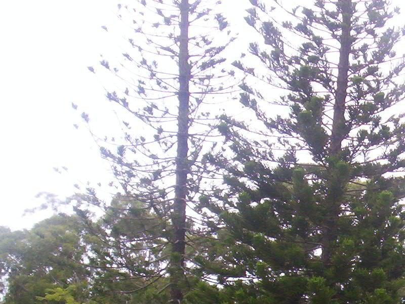 22 Main View Drive, Russell Island QLD 4184