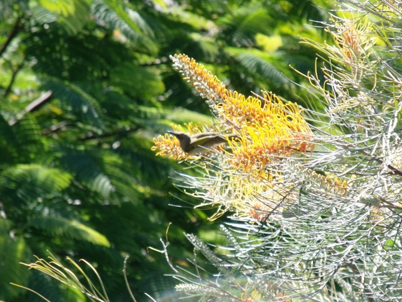 7 Keats St, Russell Island QLD 4184