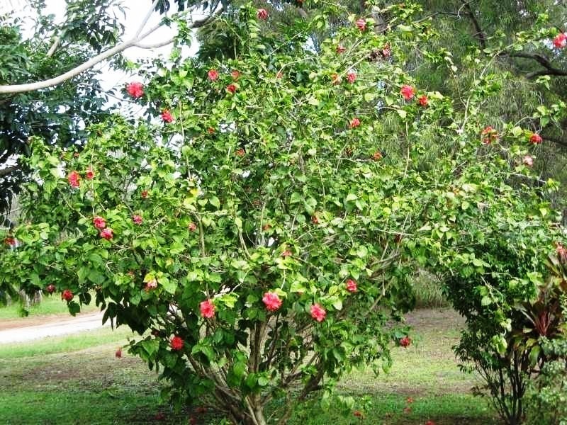 Russell Island QLD 4184