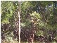 80 Falconhurst Road, Russell Island QLD 4184