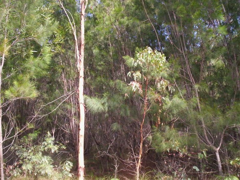 80 Falconhurst Road, Russell Island QLD 4184