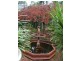 1 Blaxland Street, Hunters Hill NSW 2110