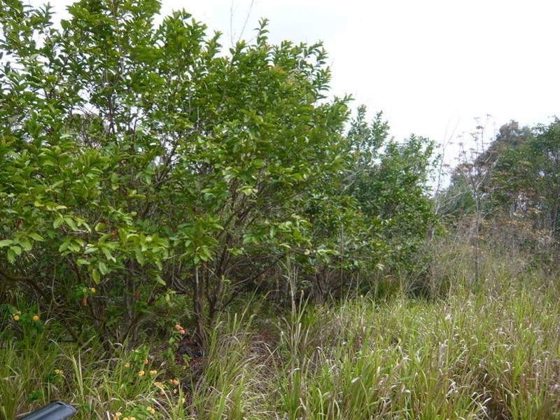 3269 Emu Park Road, Emu Park QLD 4710