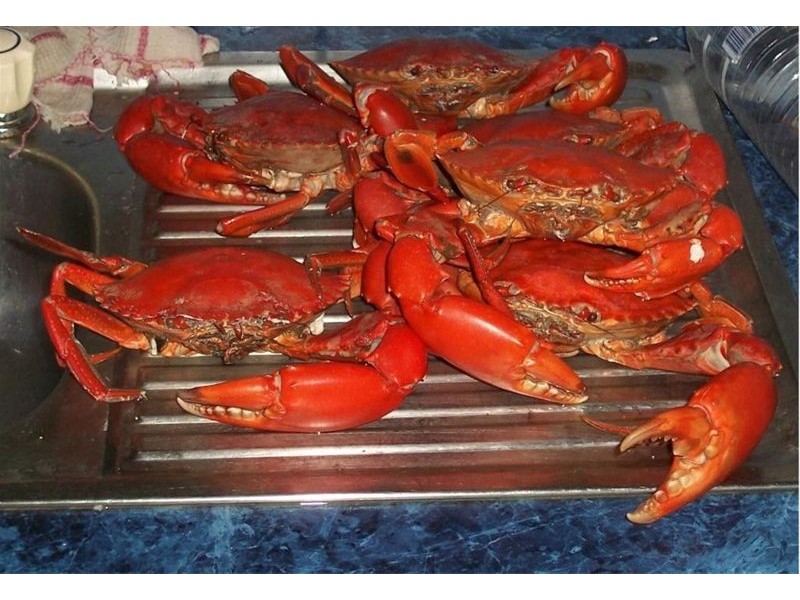 42 Wattle Street, Forrest Beach QLD 4850