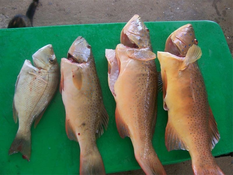 42 Wattle Street, Forrest Beach QLD 4850