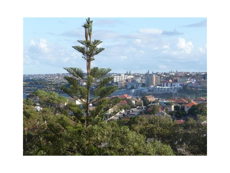 5/123 Murriverie Road, North Bondi NSW 2026