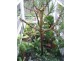 Cairns QLD 4870