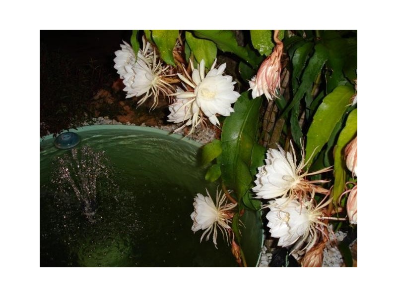 13 Haines Street, Gordonvale QLD 4865