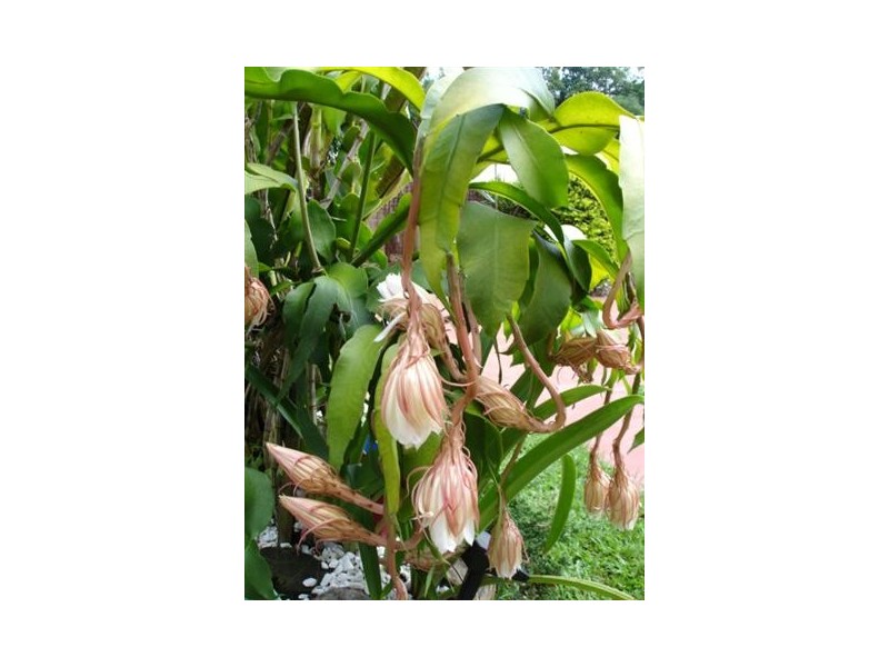 13 Haines Street, Gordonvale QLD 4865